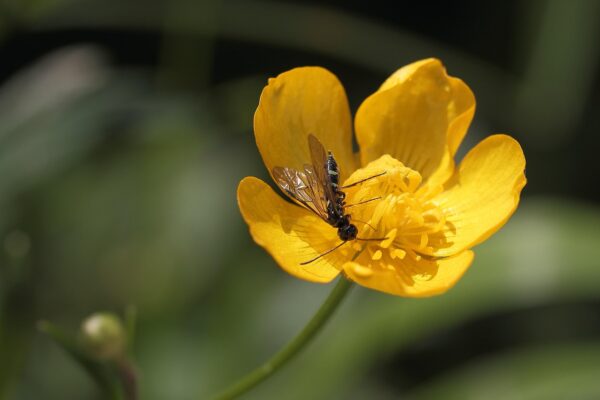<b>Ranunculus bulbosus</b>Knolliger Hahnenfuß