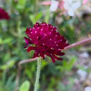 <b>Knautia macedonica</b> Mazedonische Witwenblume