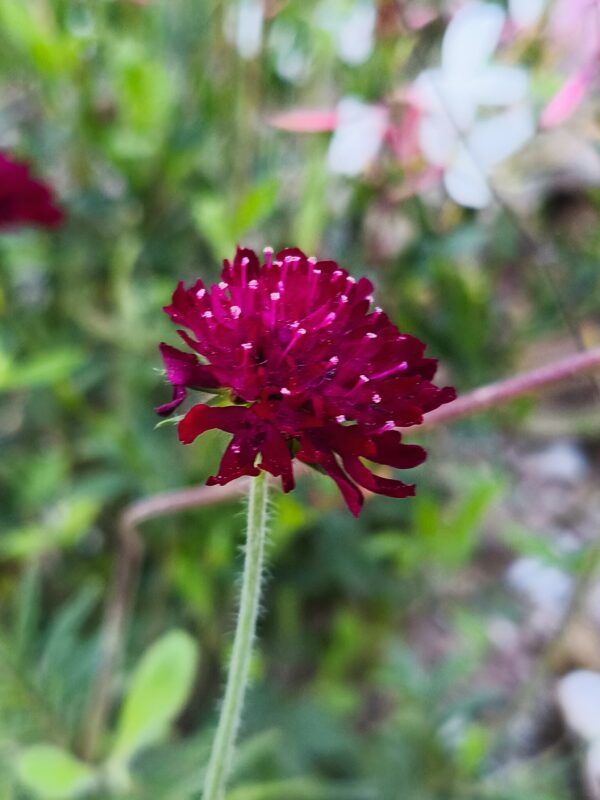 <b>Knautia macedonica</b> Mazedonische Witwenblume