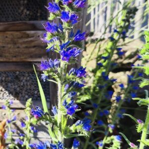 <b>Echium vulgare</b> Gewöhnlicher Natternkopf