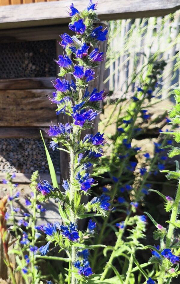 <b>Echium vulgare</b> Gewöhnlicher Natternkopf