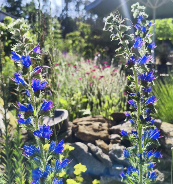 <b>Echium vulgare</b> Gewöhnlicher Natternkopf – Bild 3