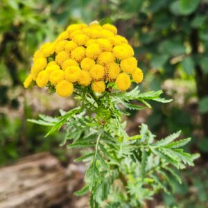 <b>Tanacetum vulgare</b> Rainfarn