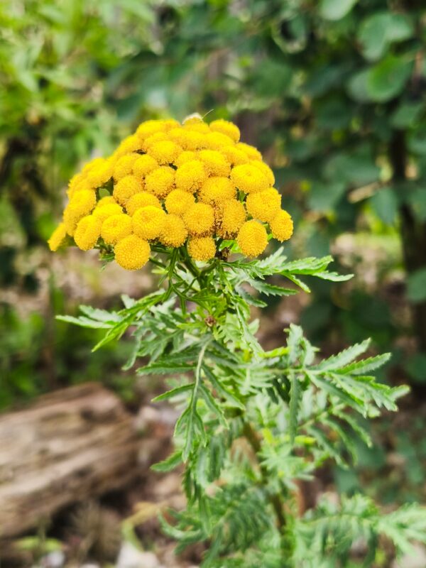 <b>Tanacetum vulgare</b> Rainfarn