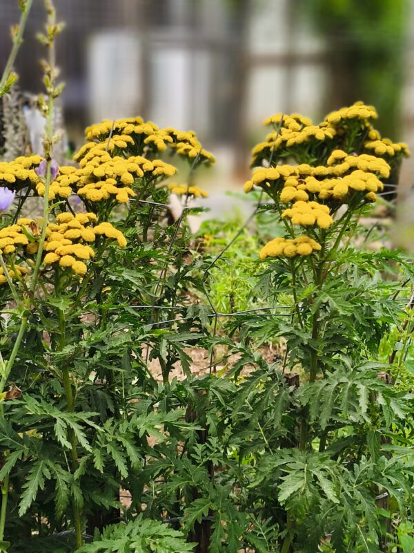 <b>Tanacetum vulgare</b> Rainfarn – Bild 3