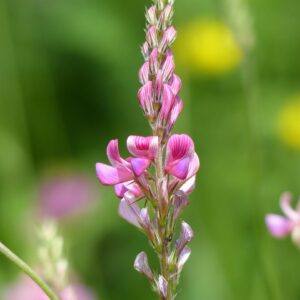 <b>Onobrychis viciifolia</b> Saat-Esparsette