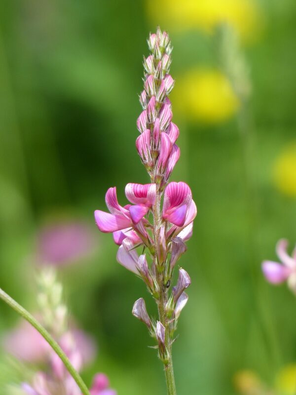 <b>Onobrychis viciifolia</b> Saat-Esparsette