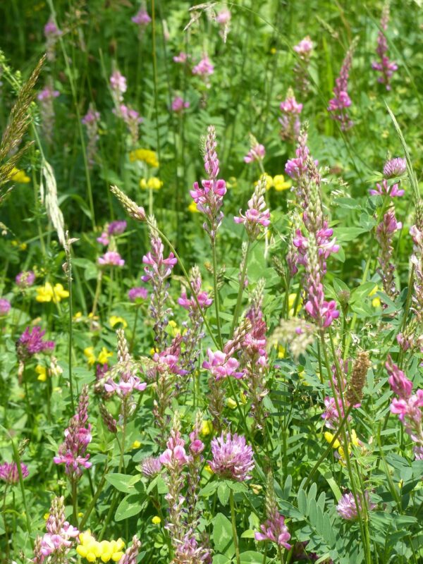 <b>Onobrychis viciifolia</b> Saat-Esparsette – Bild 3