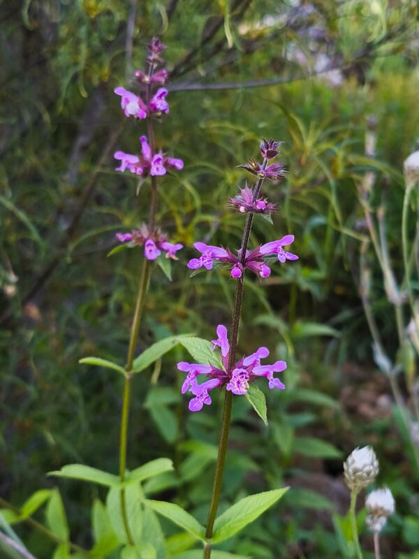 <b>Stachys sylvatica</b> Wald-Ziest – Bild 3