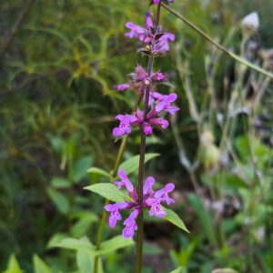 <b>Stachys sylvatica</b> Wald-Ziest