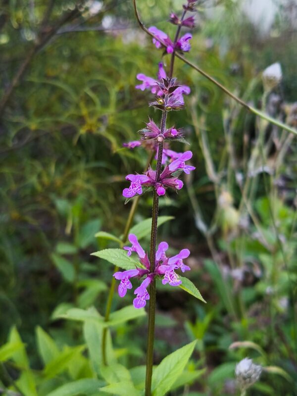 <b>Stachys sylvatica</b> Wald-Ziest