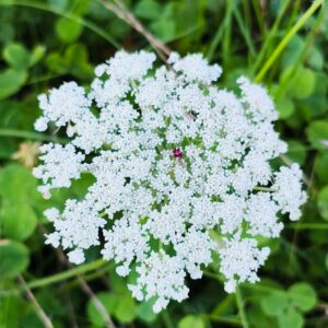 <b>Daucus carota</b> Wilde Möhre