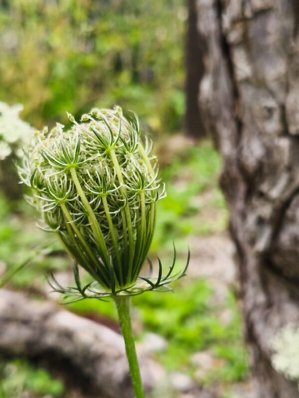 <b>Daucus carota</b> Wilde Möhre – Bild 3