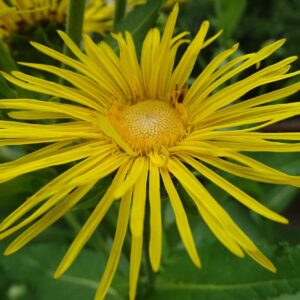 <b>Inula helenium</b> Echter Alant