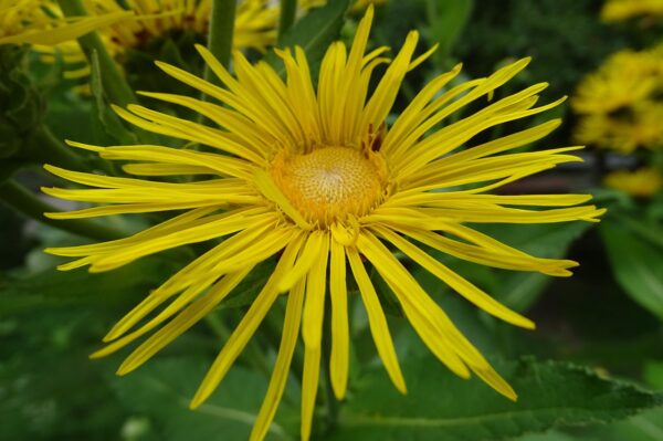 <b>Inula helenium</b> Echter Alant