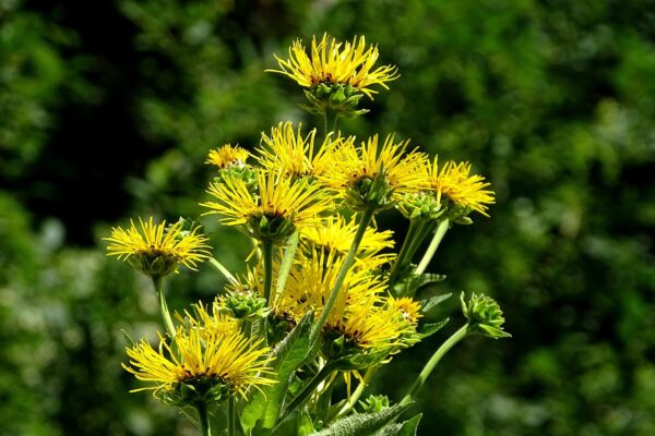 <b>Inula helenium</b> Echter Alant – Bild 3