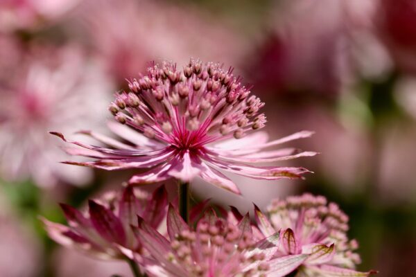<b>Astrantia major</b> Große Sterndolde – Bild 3