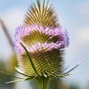 <b>Dipsacus fullonum</b> Wilde Karde