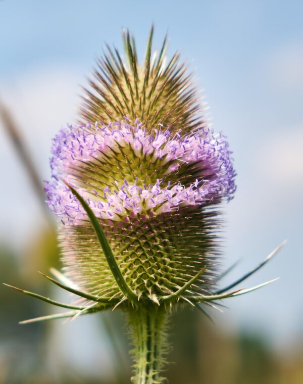 <b>Dipsacus fullonum</b> Wilde Karde