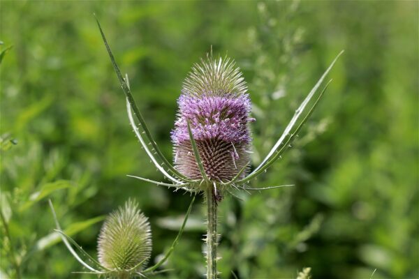 <b>Dipsacus fullonum</b> Wilde Karde – Bild 3