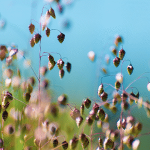 <b>Briza media</b> Mittleres Zittergras