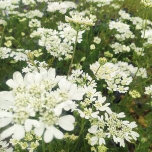 <b>Orlaya grandiflora</b> Strahlen-Breitsame