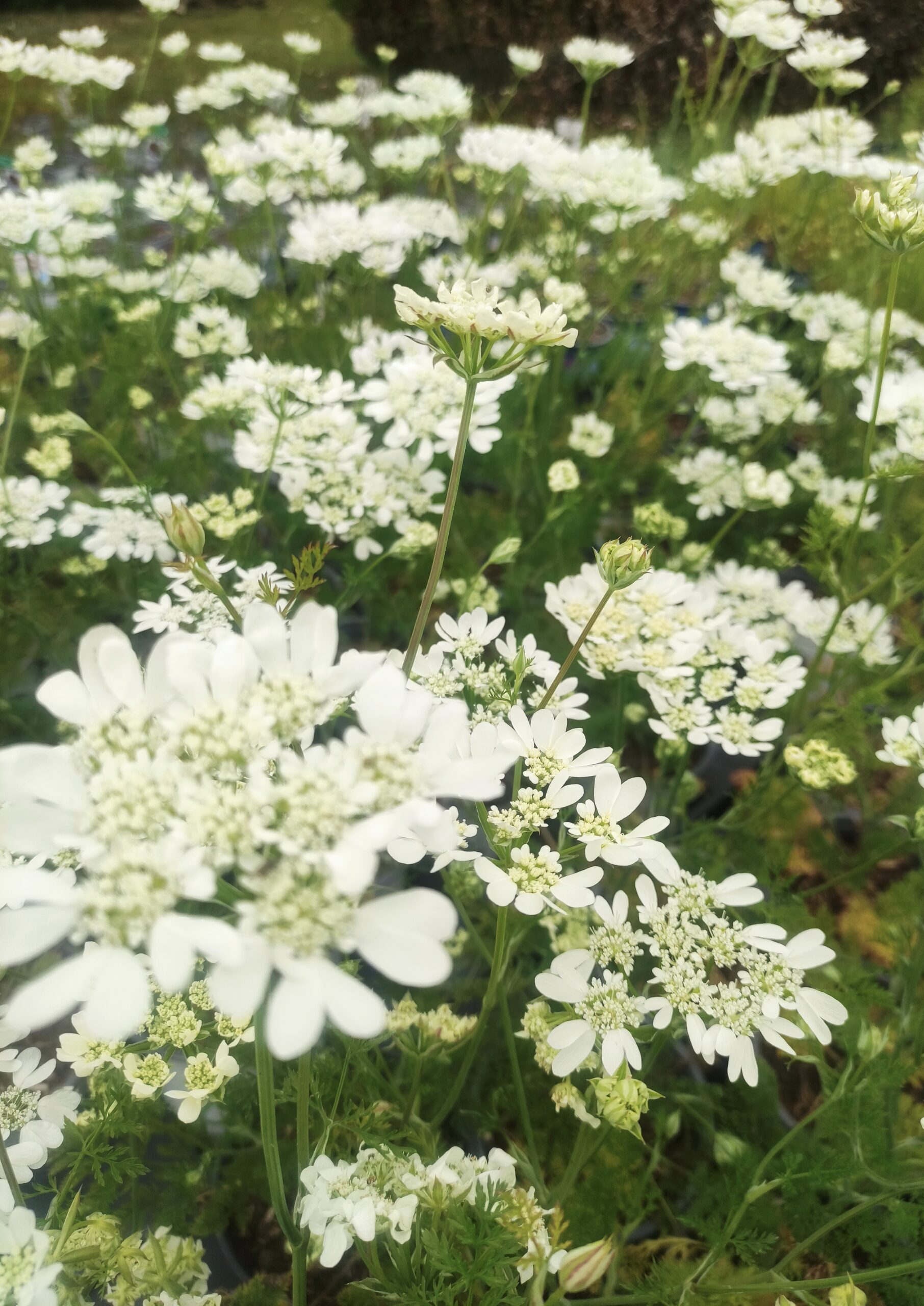 <b>Orlaya grandiflora</b> Strahlen-Breitsame