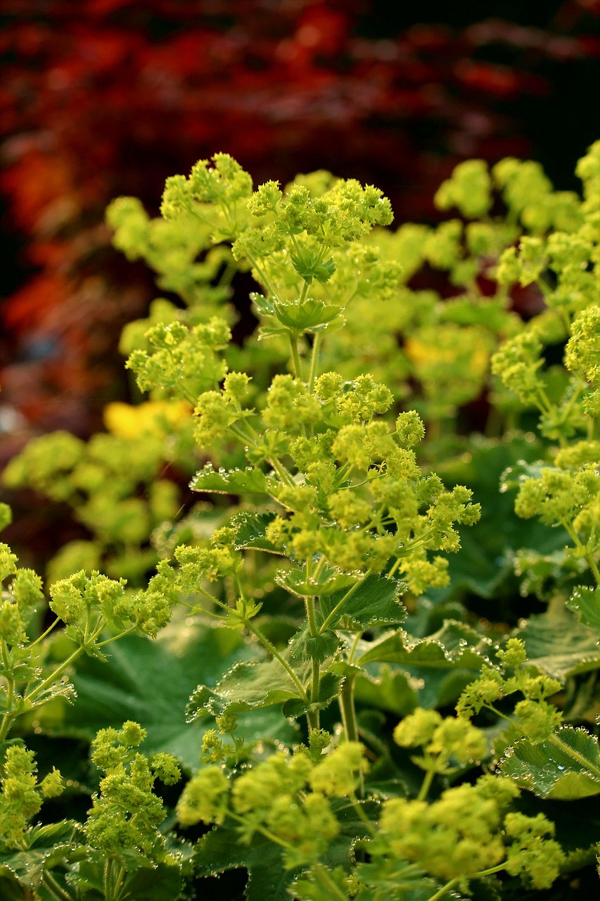 <b>Alchemilla xanthochlora</b> Gelbgrüner Frauenmantel