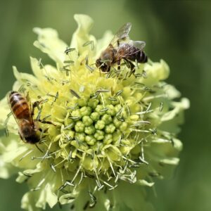 <b>Scabiosa ochroleuca</b> Gelbe Skabiose