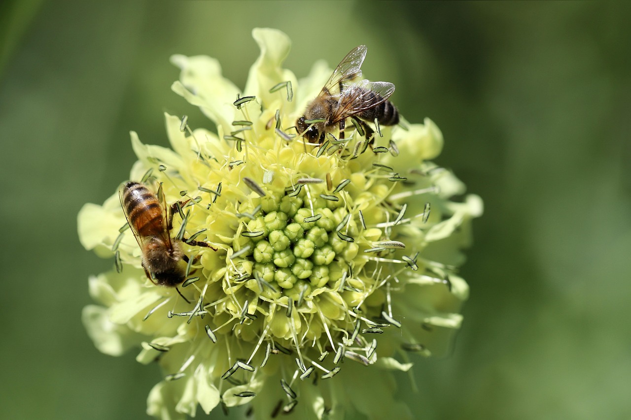<b>Scabiosa ochroleuca</b> Gelbe Skabiose