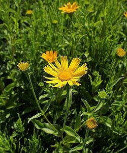<b>Buphthalmum salicifolium</b>Ochsenauge