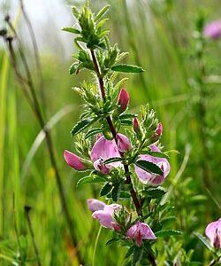 <b>Ononis spinosa</b>Dornige Hauhechel