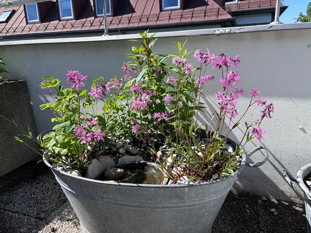 Mein buntes Sumpfbeet – Bild 4