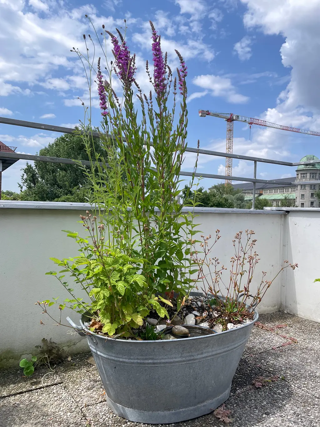 Mein buntes Sumpfbeet – Bild 3