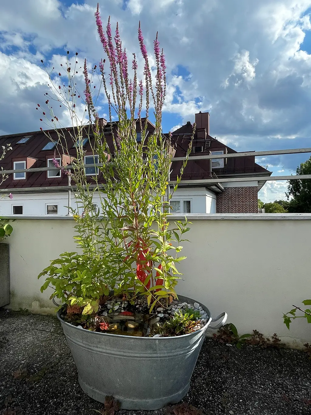 Mein buntes Sumpfbeet – Bild 2