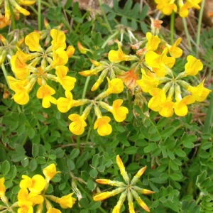 <b>Hippocrepis comosa</b> Hufeisenklee