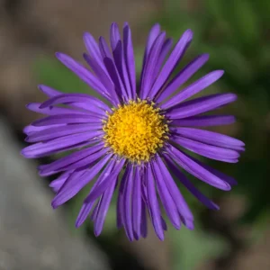 <b>Aster alpinus ´dunkle schöne´  </b> Alpen-Aster