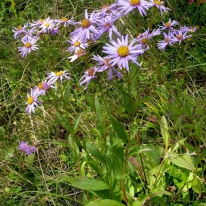 <b>Aster amellus `Rudolf Goethe`  </b> Sommer-Aster