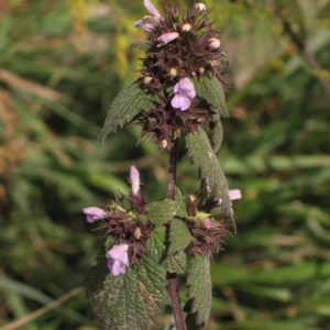 <b>Ballota nigra </b> Schwarznessel