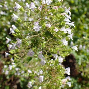 <b>Calamintha nepeta  </b> Kleinblütige Bergminze