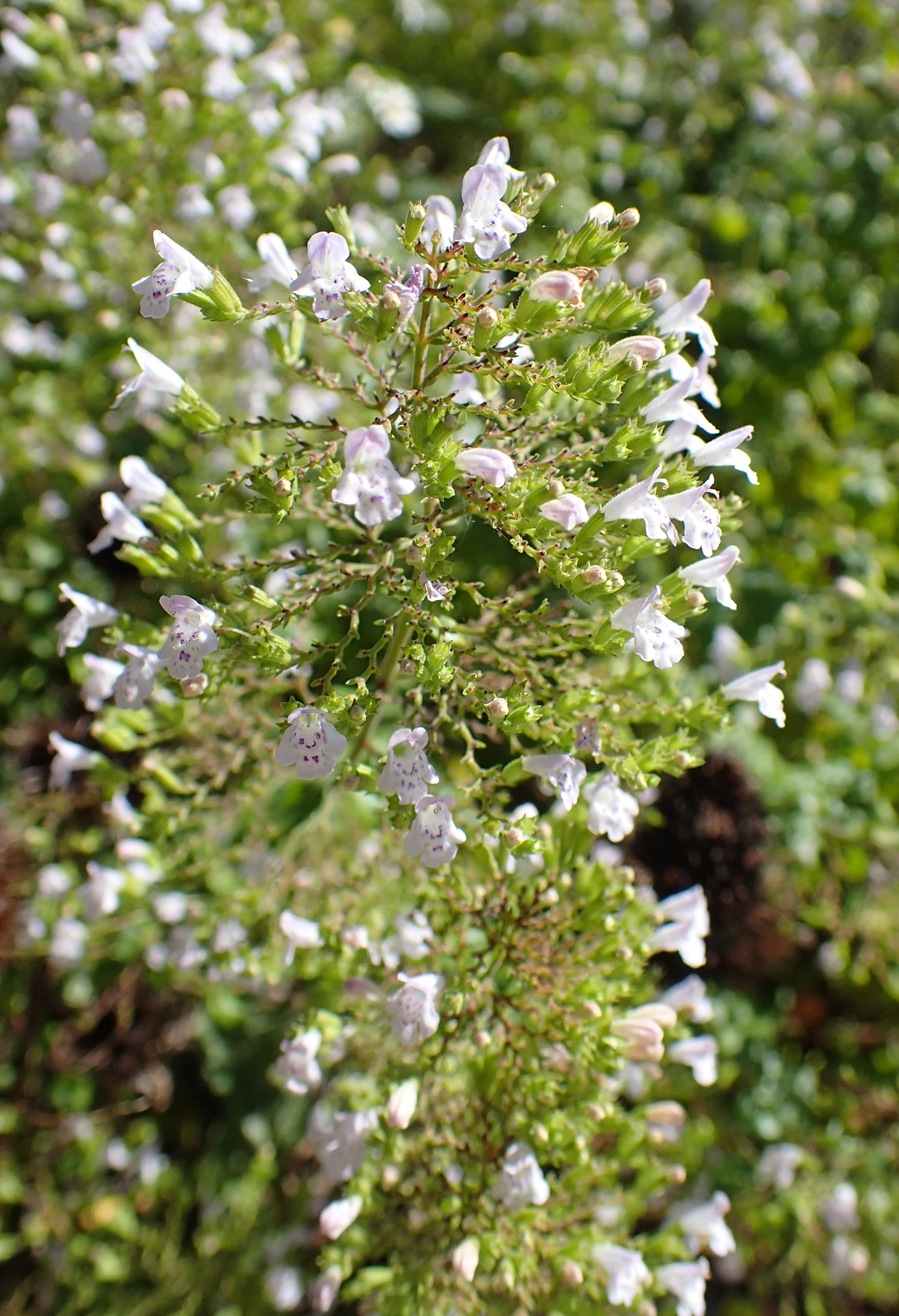<b>Calamintha nepeta </b> Kleinblütige Bergminze