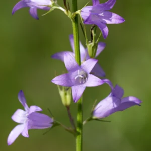 <b>Campanula rapunculus</b> Rapunzel-Glockenblume