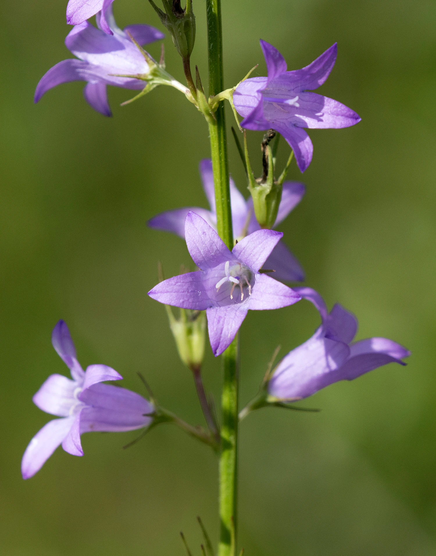 <b>Campanula rapunculus</b> Rapunzel-Glockenblume