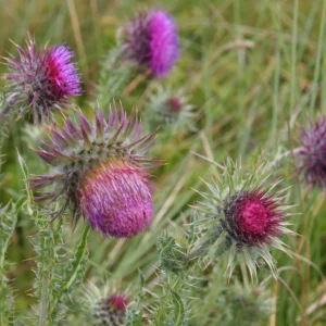 <b>Carduus nutans</b> Nickende Distel