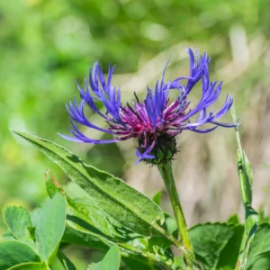 <b>Centaurea montana</b> Berg-Flockenblume