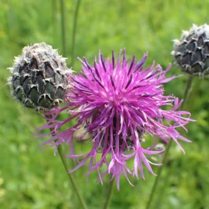 <b>Centaurea scabiosa</b> Skabiosen-Flockenblume