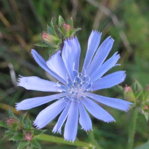 <b>Cichorium intybus</b> Wegwarte