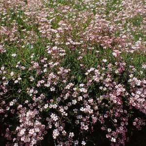 <b>Gypsophila repens ´rosa`  </b> Kriechendes Gipskraut/Schleierkraut rosa