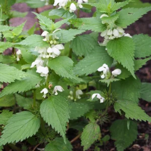 <b>Lamium album </b>Weiße Taubnessel