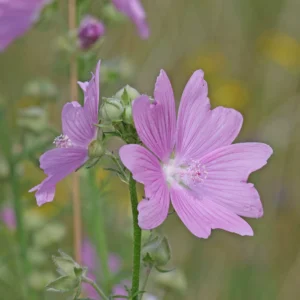 <b>Malva alcea</b>Rosen-Malve